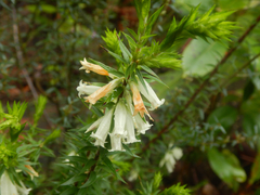 Epacris calvertiana (Epacris calvertiana)