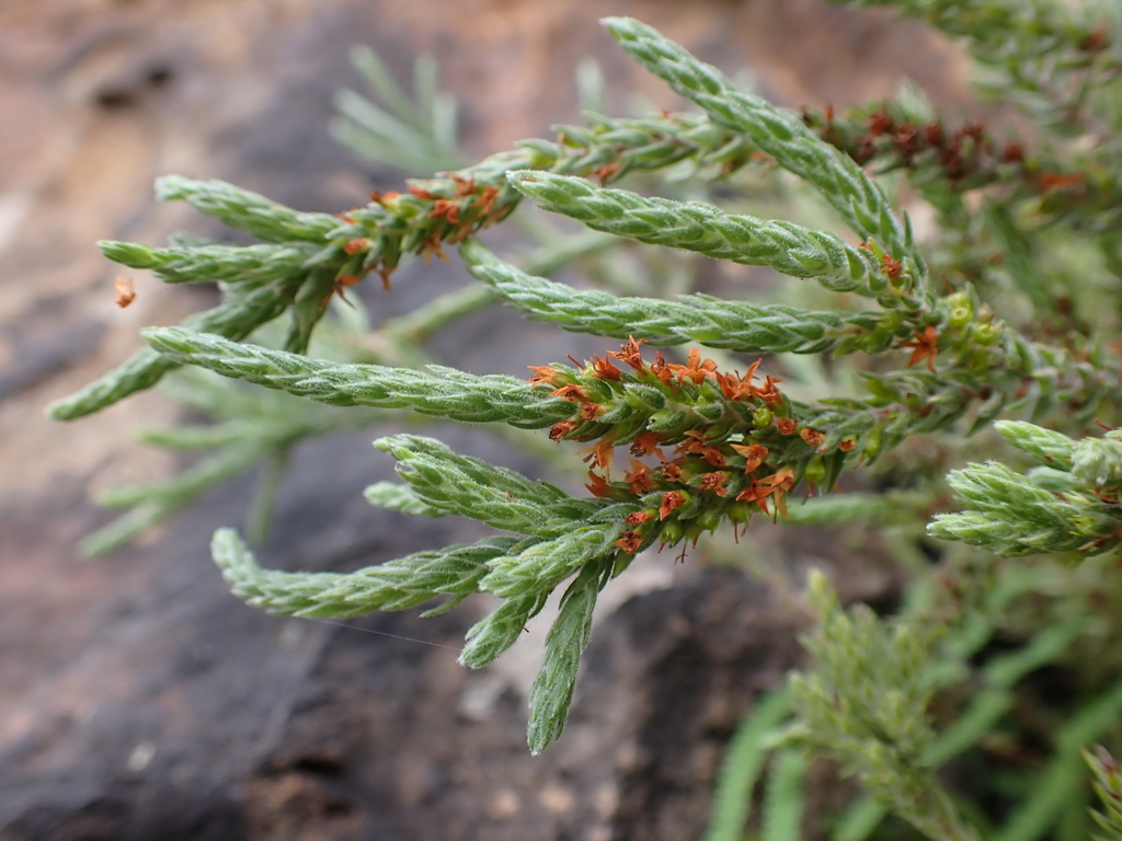 Epacris gnidioides (Epacris gnidioides)