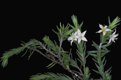 Epacris gnidioides: Epacris gnidioides in the Budawang Ranges