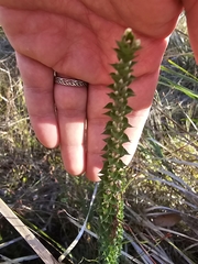 Epacris gunnii (Epacris gunnii)
