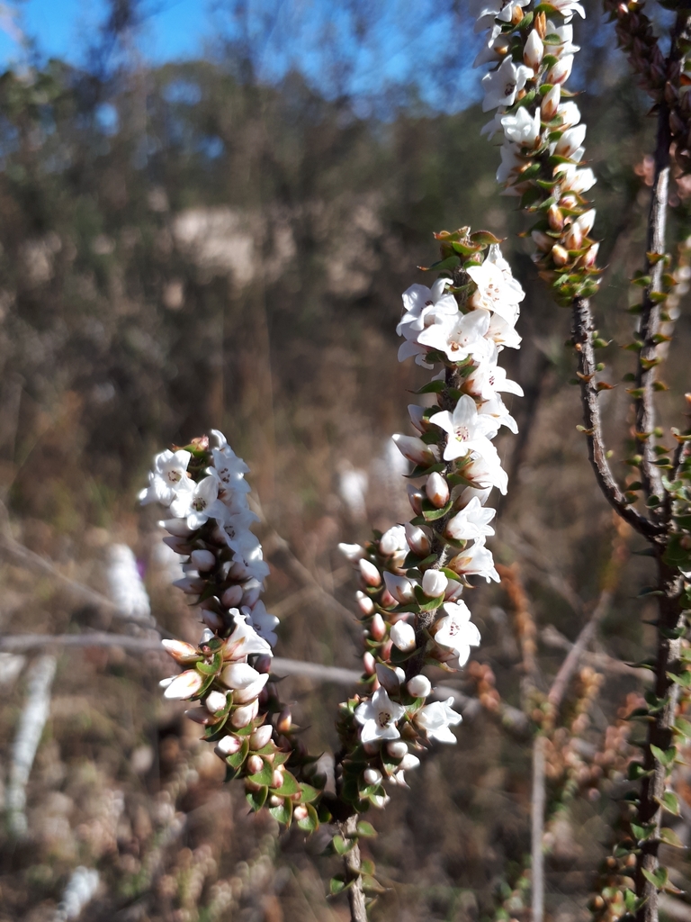 Epacris gunnii (Epacris gunnii)