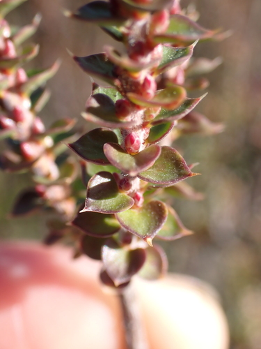 Epacris gunnii (Epacris gunnii)