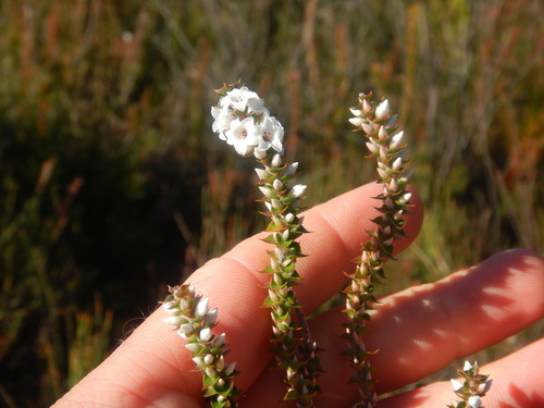 Epacris gunnii (Epacris gunnii)