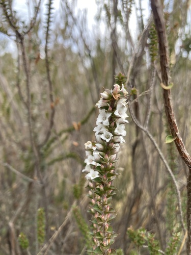 Epacris gunnii (Epacris gunnii)