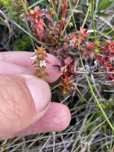 Epacris gunnii (Epacris gunnii)