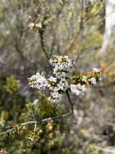 Epacris gunnii (Epacris gunnii)