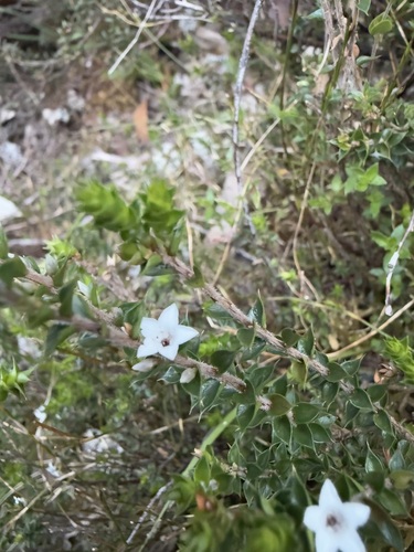Epacris gunnii (Epacris gunnii)