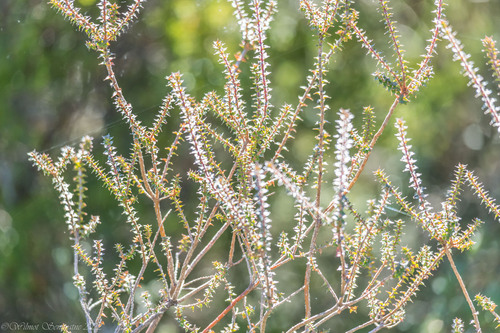 Epacris gunnii (Epacris gunnii)