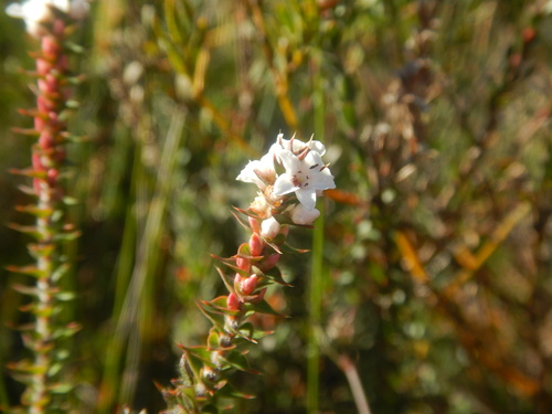 Epacris gunnii (Epacris gunnii)