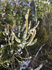 Epacris gunnii (Epacris gunnii)