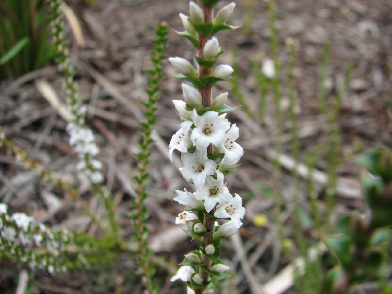 Epacris gunnii: Epacris gunnii (cultivated, labelled) Royal Botanic Gardens Cranbourne, Victoria, Australia