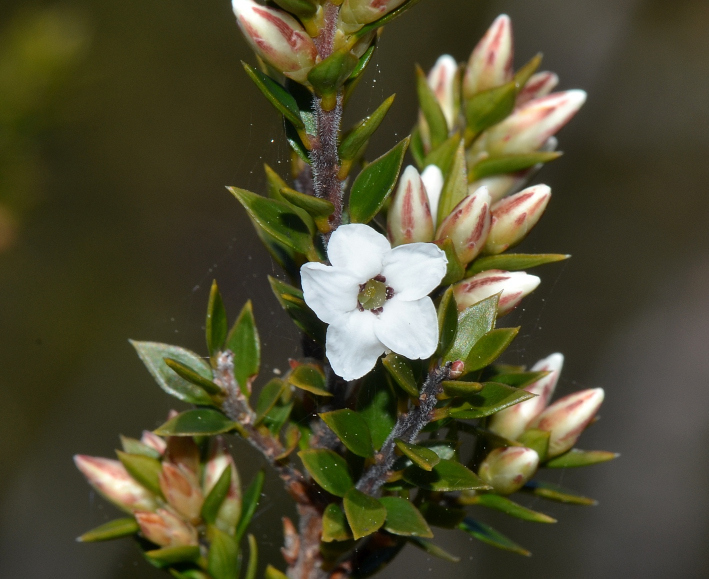 Epacris heteronema (Epacris heteronema)