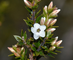 Epacris heteronema (Epacris heteronema)