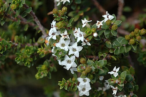 Epacris heteronema: Epacris heteronema in the Australian National Botanic Gardens