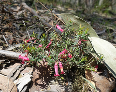 Common heath (Epacris impressa)