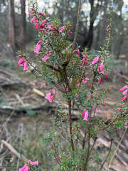 Common heath (Epacris impressa)