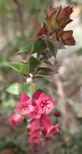 Common heath (Epacris impressa)