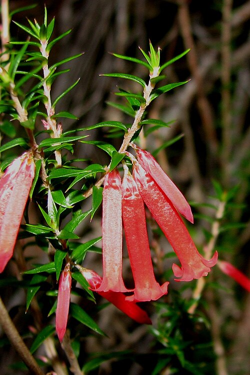 Common heath: Epacris impressa , Wilsons Promontory National Park, Victoria, Australia
