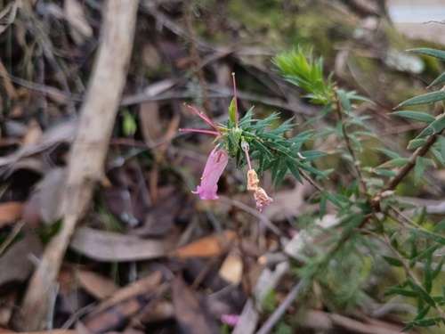 Common heath (Epacris impressa)