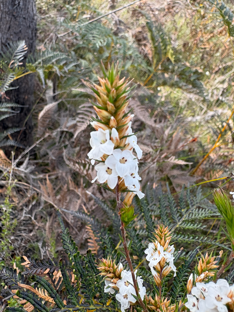 Epacris lanuginosa (Epacris lanuginosa)