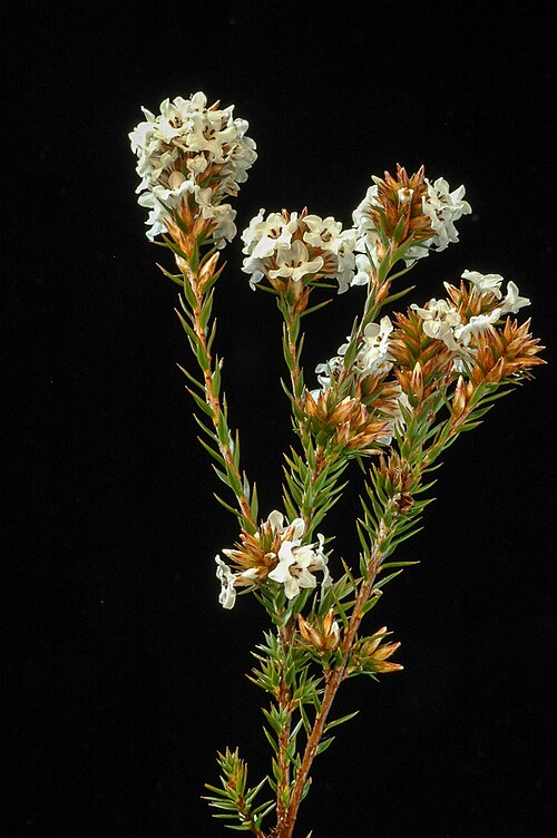 Epacris lanuginosa: Epacris lanuginosa