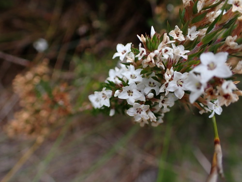 Epacris lanuginosa (Epacris lanuginosa)