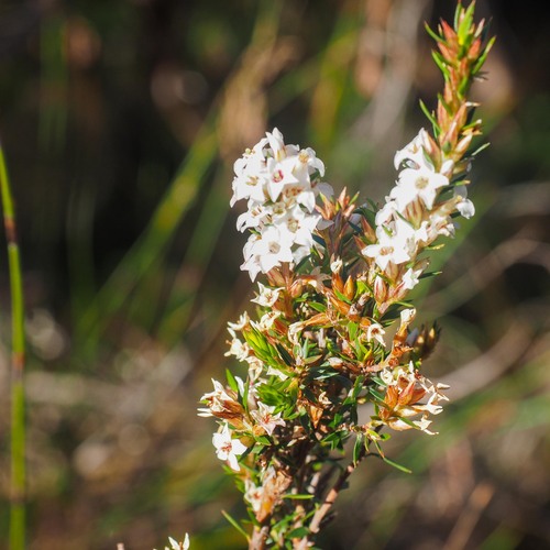 Epacris lanuginosa (Epacris lanuginosa)