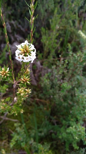 Epacris lanuginosa (Epacris lanuginosa)