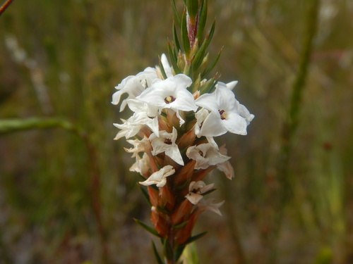Epacris lanuginosa (Epacris lanuginosa)