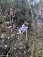 Epacris lanuginosa (Epacris lanuginosa)