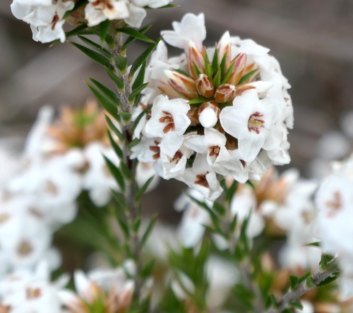 Epacris lanuginosa (Epacris lanuginosa)
