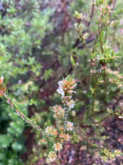 Epacris lanuginosa (Epacris lanuginosa)