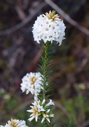 Epacris lanuginosa (Epacris lanuginosa)