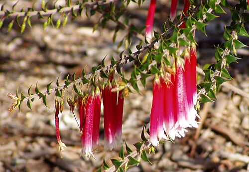 Epacris longiflora: Description: Fuchsia Heath ( Epacris longiflora ) Location: Australian National Botanic Gardens, Canberra, Australian Capital Territory, Australia Date: 2005-09