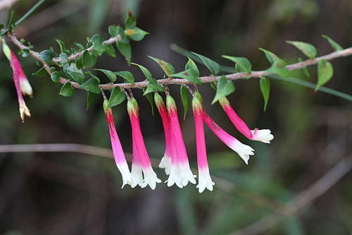 Epacris longiflora: Fuchsia Heath - Epacris longiflora