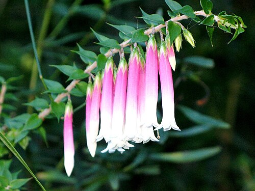 Epacris longiflora: Epacris longiflora found growing in a shady spot along Lady Carrington Drive in Australia's Royal National Park. This species is common on rocky sandstone areas