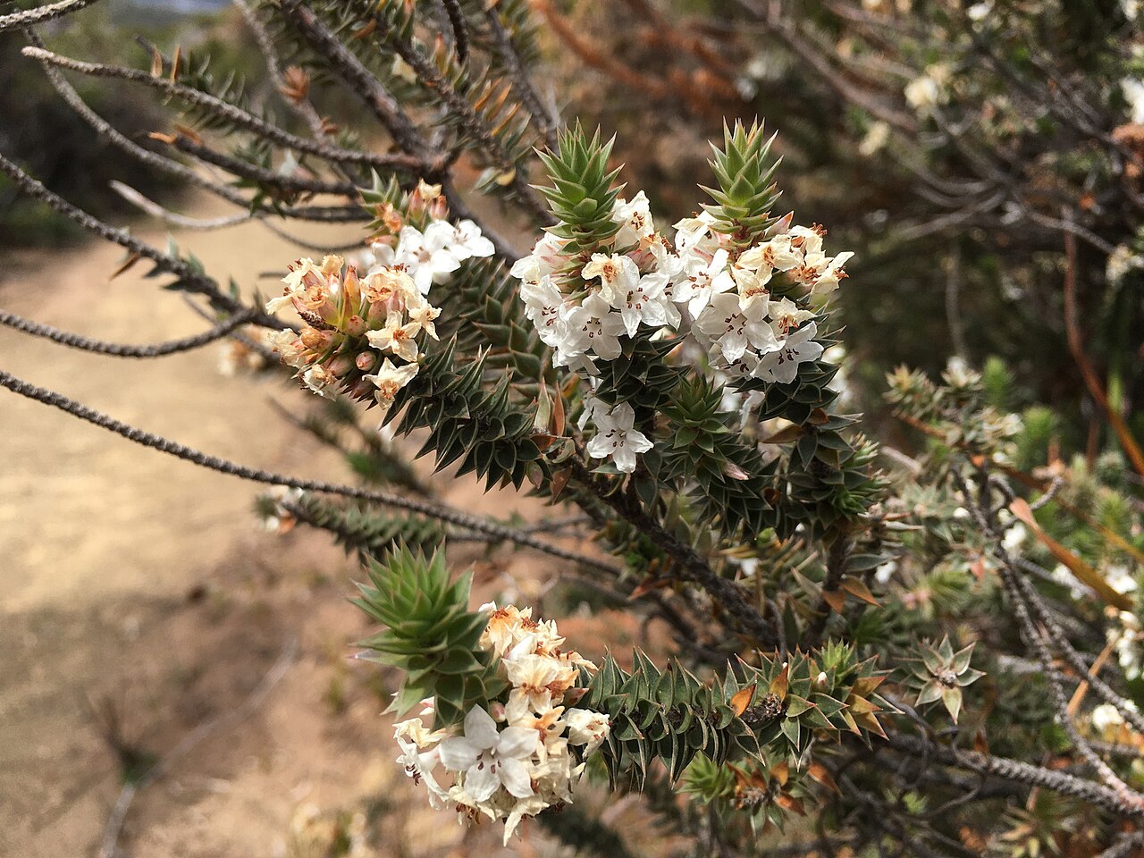Epacris marginata: Epacris marginata at Port Arthur, Tasmania