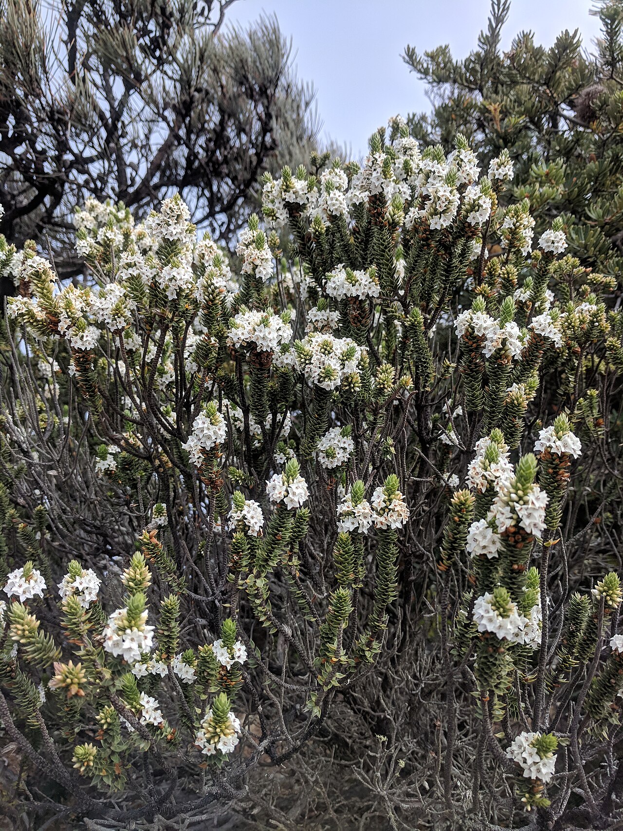 Epacris marginata: Epacris marginata growing on Cape Pillar, Tasmania.
