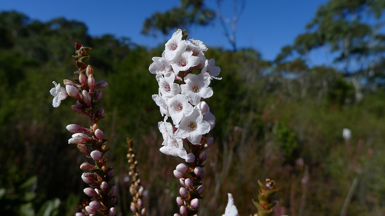 Epacris microphylla: Coral Heath, Epacris microphylla . Royal National Park, NSW Australia, July 2011.