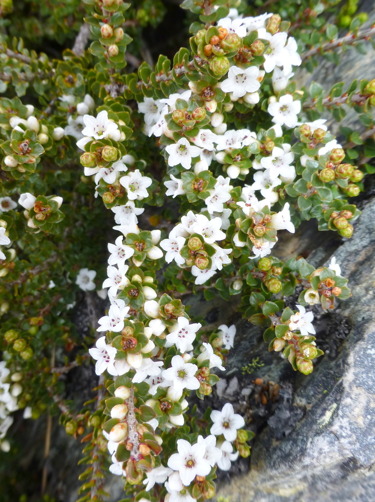 Epacris microphylla (Epacris microphylla)