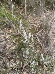 Epacris microphylla (Epacris microphylla)