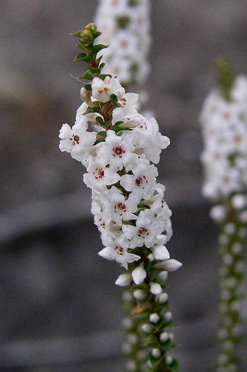 Epacris microphylla: Epacrys mycrophylla. Photographed in Lane Cove National Park, NSW, Australia.