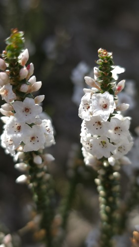 Epacris microphylla (Epacris microphylla)