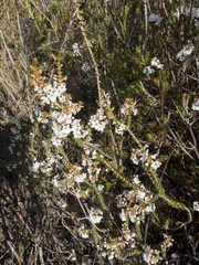 Epacris microphylla (Epacris microphylla)