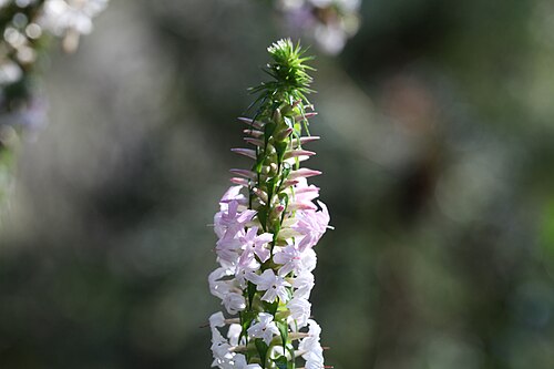 Epacris microphylla: Coral Heath - Epacris microphylla