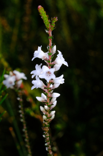 Epacris microphylla (Epacris microphylla)