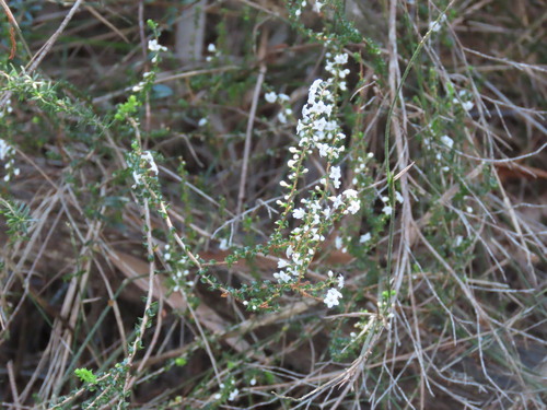 Epacris microphylla (Epacris microphylla)