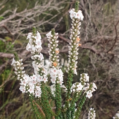 Epacris microphylla (Epacris microphylla)