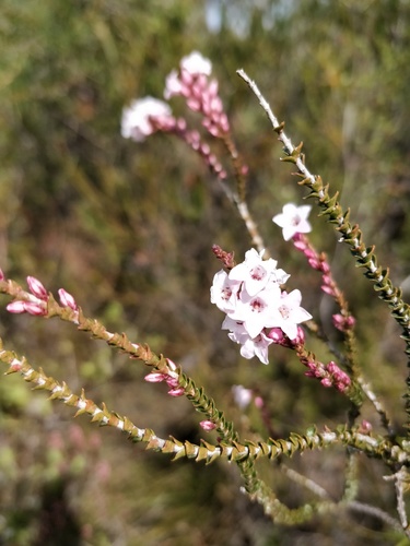 Epacris microphylla (Epacris microphylla)