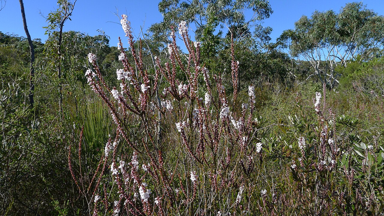 Epacris microphylla: Epacris microphylla . Royal National Park, NSW Australia, July 2011.